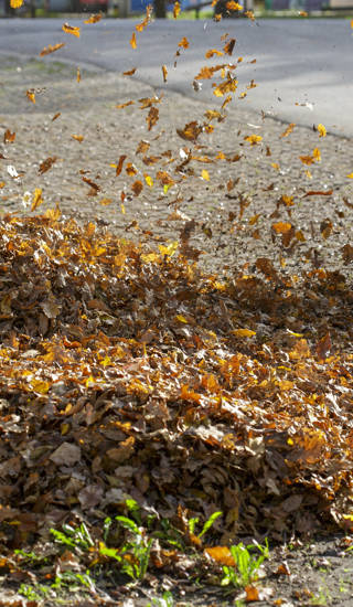 Autumn leaf cleaning In park