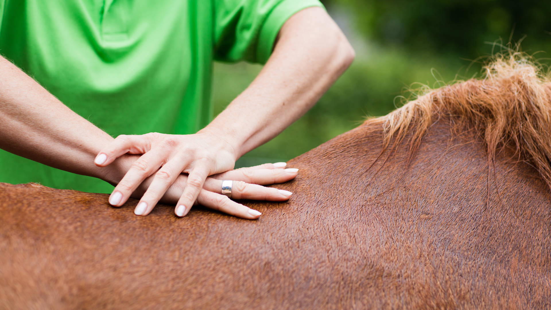 Veterinarian performing chiropractics at horse