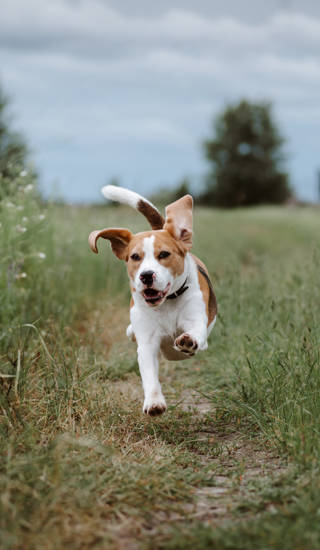 Happy playful beagle dog running with flying ears against nature background. Active dog pet enjoying outdoor summer walking